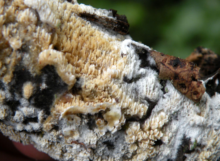 Il solito pasticcione....(Schizopora paradoxa)